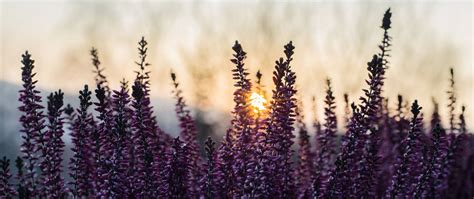 Download wallpaper 2560x1080 heather, inflorescences, flowers, purple ...