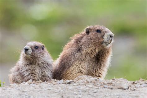 The Olympic Marmot: Why Washington Picked This Unique State Animal - A ...