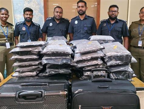 New images of £1,200,000 cannabis haul ‘drugs mule’ didn’t know 'was in ...