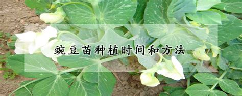 豌豆种植时间和方法 —【发财农业网】