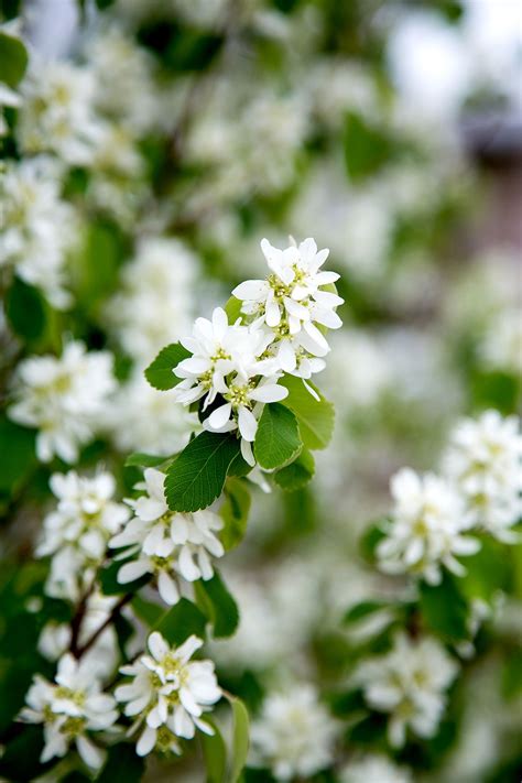 Best Low Maintenance Flowering Shrubs