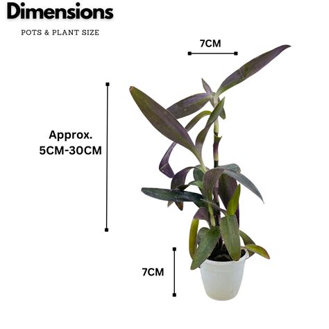 Tradescantia Pallida, Purple Queen, Purple Secretia - Live Plant (Home ...
