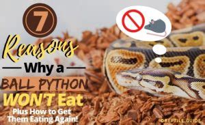 Image result for Ball Python Not Eating
