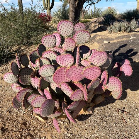Prickly Pear Cactus | Purple, Santa Rita & More | The Cactus Outlet
