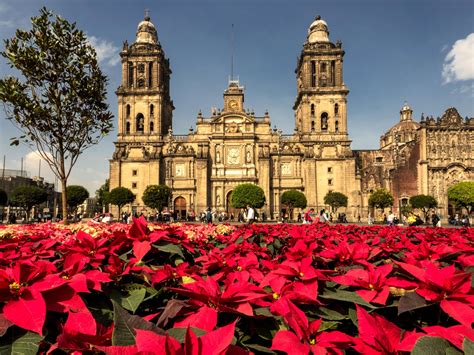 How the poinsettia became our favorite holiday flower | National Geographic