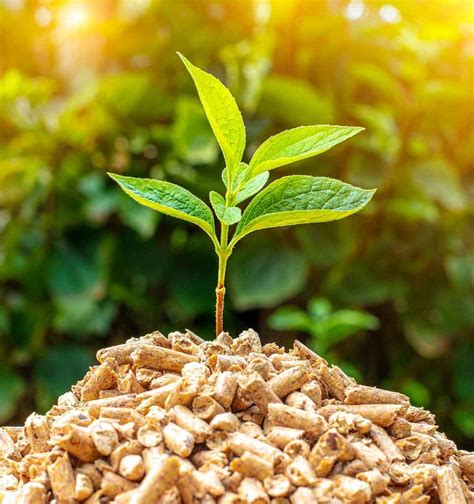 Bioenergy Picture Example 的图像结果