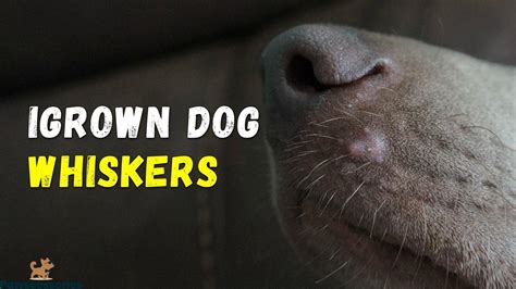 What Happens If You Clip A Dog S Whiskers at Helen Mckenzie blog