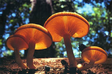 Image result for Mushroom Huge Dataset Classification Python