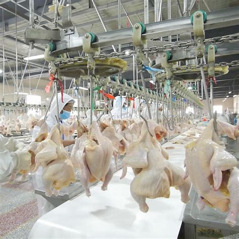 Chicken Processing Machines 的图像结果
