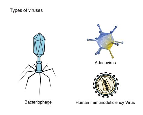 Image result for Virus Types
