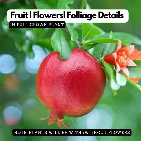 Pomegranate / Mathalam (Layered) (Punica granatum) Fruit Live Plant (H ...