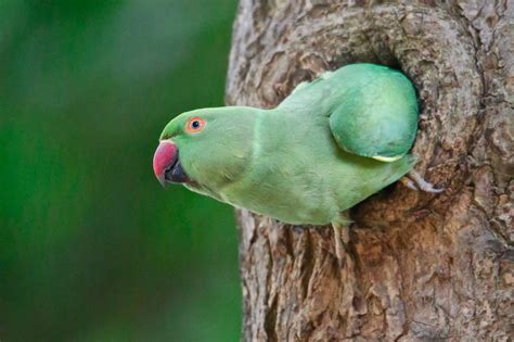 Rose-Ringed Parakeets Nests In Tree Holes