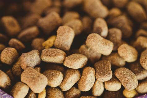 What to Feed Dogs When Out of Dog Food: Emergency Diets