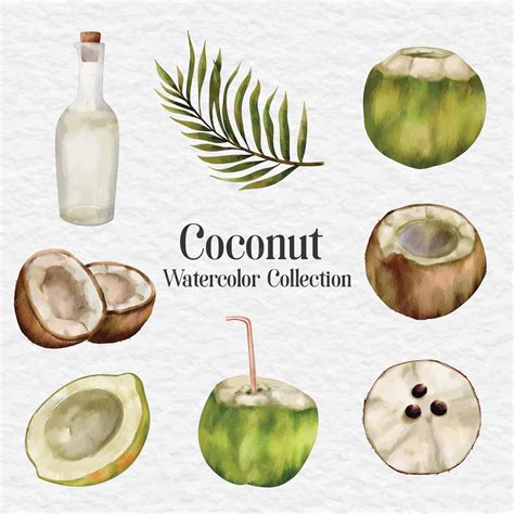 Premium Vector | Watercolor coconut clip art illustration