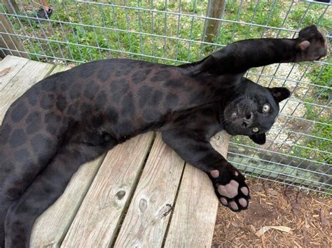 Jacob Feder Channel 的图像结果