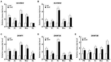 Chaetocin Improves Pig Cloning Efficiency by Enhancing Epigenetic ...