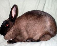 Image result for North American Rabbit