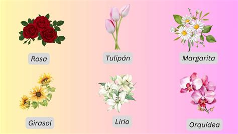 List Of 150+ Common Flowers Names In Spanish