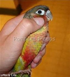 Image result for Fancy Conure
