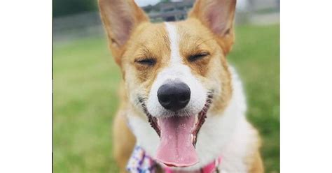 Plainfield Park District photo contest celebrates dog days of summer ...