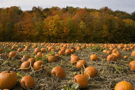 Pumpkin Patches in the St. Louis Area
