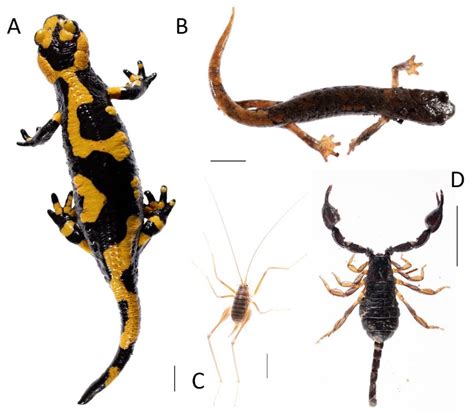 How Can We Record Reliable Information on Animal Colouration in the Wild?