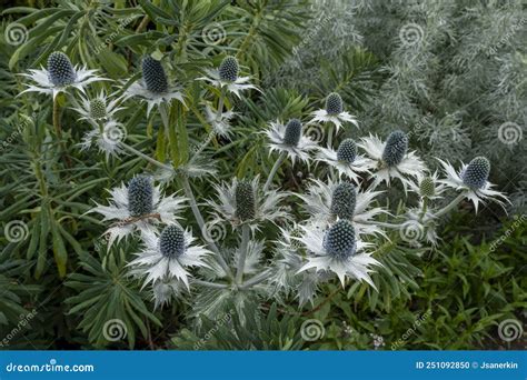 Thistle, Eryngium Giganteum, Miss Willmott`s Ghost at Bourton House and ...