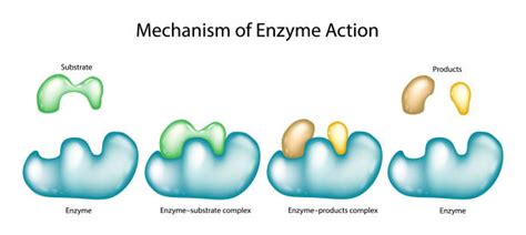 Image result for Enzyme Activity Lab Report Example