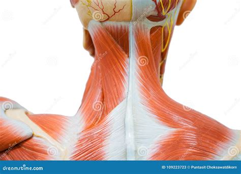 Human neck muscle anatomy stock image. Image of healthy - 109223723