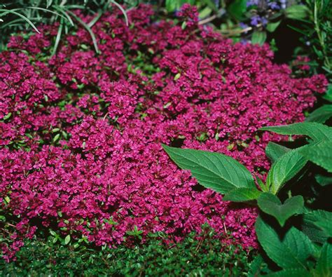 7 benefits of a red creeping thyme lawn | Homes and Gardens