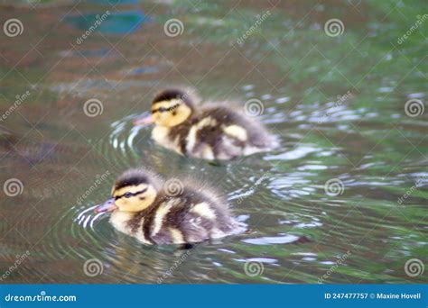 Two Baby Mallard Ducks on a Lake. Stock Image - Image of 2022 ...