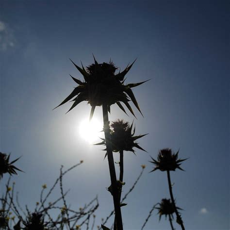 THE ISRAELI TOUR GUIDE ELAD LICHTENBERG (2026) All You Need to Know ...