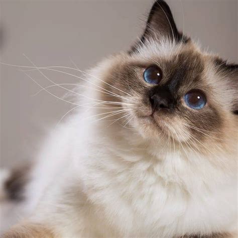 Veterinarian Reviews In Lexington, SC 29072 | Cherokee Trail Veterinary ...