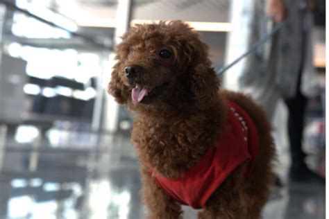 Animal Angels | India's Leading Animal Assisted Interventions Programe ...