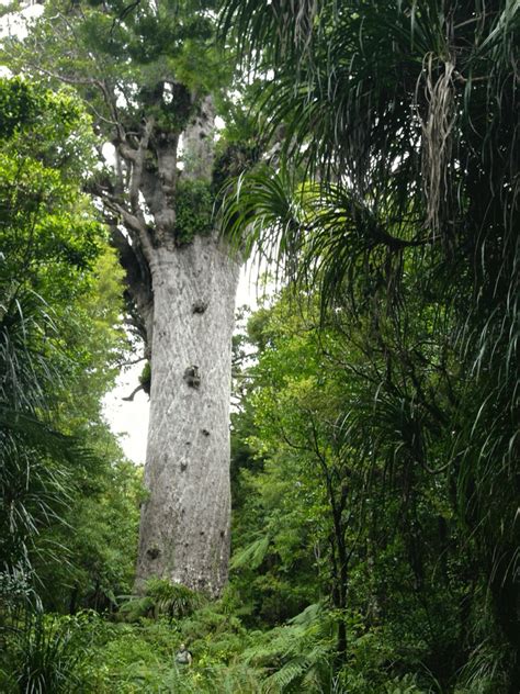 Image result for Biggest Kauri Tree