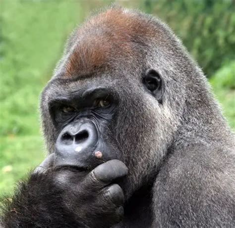 ShishirPatilgorilla