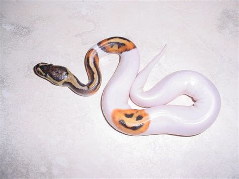 Image result for Pumpkin Pie Ball Python