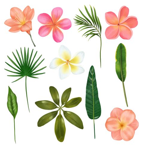 Tropical Flowers Clip Art
