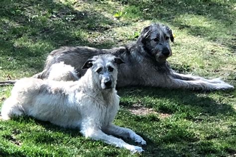 Irish Wolfhound Puppies For Sale - AKC PuppyFinder