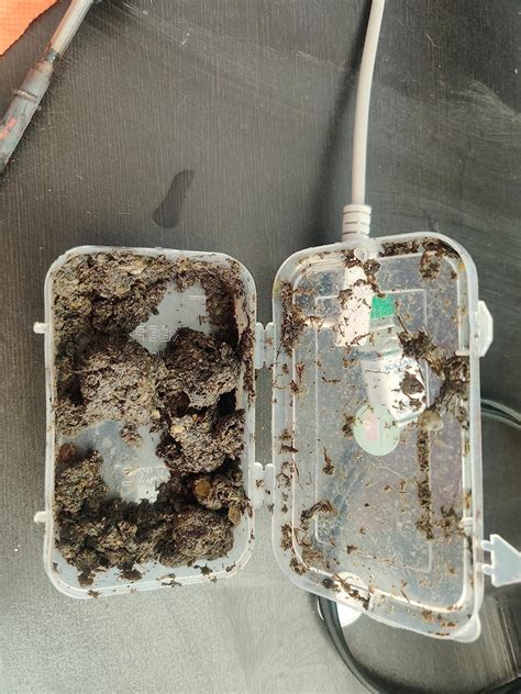 Duckweed plants live for aquarium, Aquarium duckweed live plant seeds ...