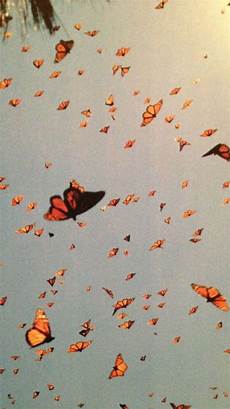 Orange Butterfly Wallpaper Vsco by Photo By Lizziebeardd Vsco Http Vsco Co Vsco With Orange Butterfly Wallpaper Vsco