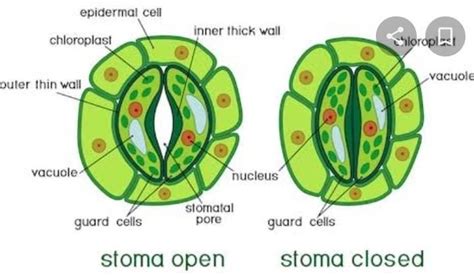 draw the labelled diagram of stoma , showing the process photosynthesis.