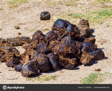 A pile of fresh horse manure on the field Stock Photo by ©Luisbaneres ...