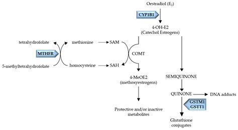 Influence of Estrogenic Metabolic Pathway Genes Polymorphisms on ...
