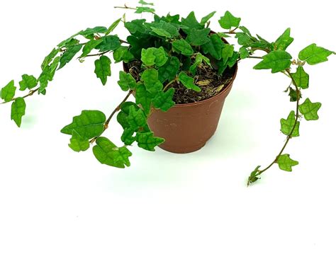 Amazon.com : String of Frogs Houseplants Ficus Pumila Quercifolia in 2" Pot Oak Leaf Creeping ...