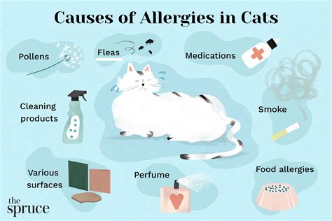How To Have A Cat If You Have Cat Allergies | atelier-yuwa.ciao.jp