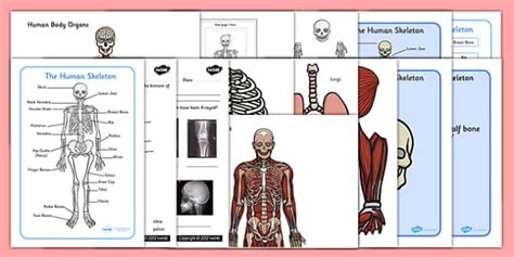 Skeletal System Worksheet resource pack