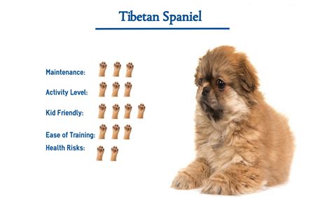 Tibetan Spaniel Dog Breed… Everything You Need to Know at a Glance!