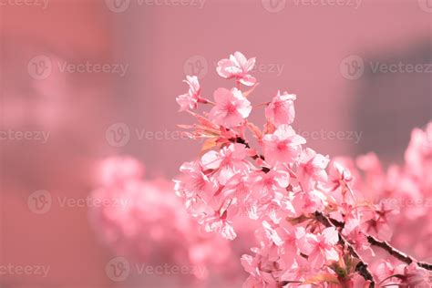 Soft pastel color ,Cherry Blossom or Sakura flower on nature blur ...