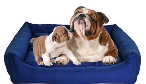 Moodmax Ultra Soft Highly Durable (Rectangular) Velvet Sofa-Style Bed ...